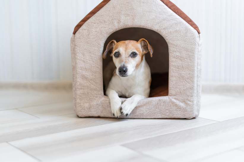 Architectural design layout showcasing pet-friendly features and spaces in a contemporary home.